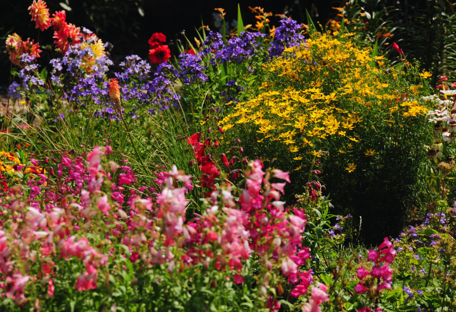 a cottage garden with flowers of all colors